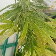 N13 kush re veg