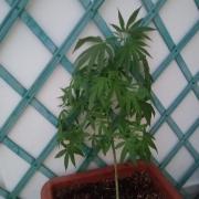 (Lemon mandarine) Poor Summer extra part