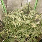 N13 kush by sensi seeds