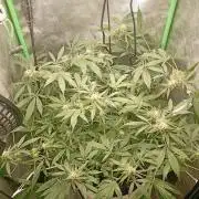 N13 kush by sensi seeds