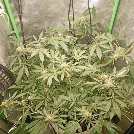 N13 kush by sensi seeds