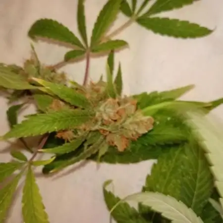 N13 kush by sensi seeds