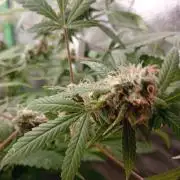 N13 kush by sensi seeds