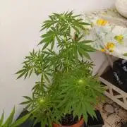 One plant One box whit bay burger