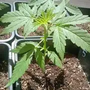 (afghan kush auto) poor Summer part 1