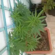 (Lemon mandarine) Poor Summer extra part