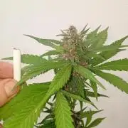 Banana purple punchRF3 Poor Summer part2