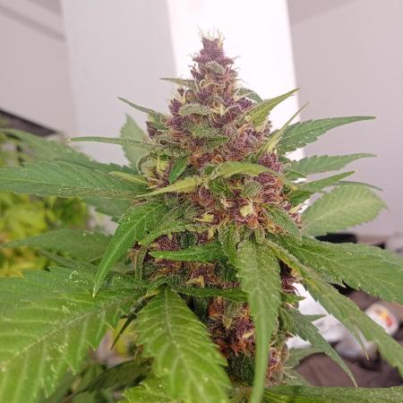 Banana purple punchRF3 Poor Summer part2