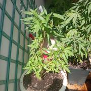 N13 kush re veg