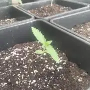 (🦍🍪 auto)"poor Summer part 3"