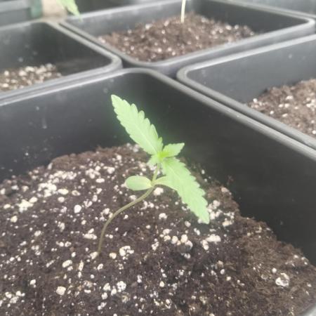 (🦍🍪 auto)"poor Summer part 3"