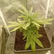 One plant One box whit bay burger