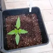 (🍌purple punch RF3) Poor Summer part2