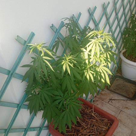 (Lemon mandarine) Poor Summer extra part