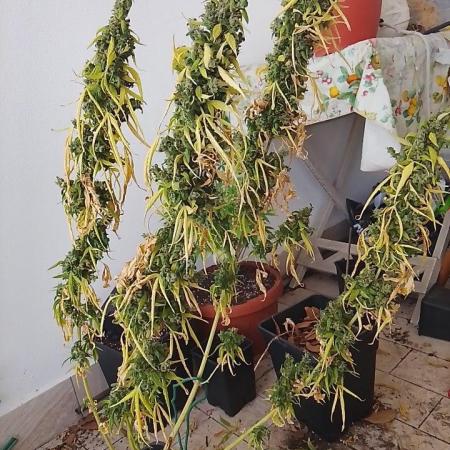 (afghan kush auto) poor Summer part 1