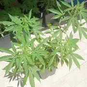 (afghan kush auto) poor Summer part 1