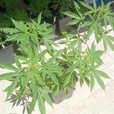 (afghan kush auto) poor Summer part 1