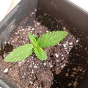 (Lemon mandarine) Poor Summer extra part
