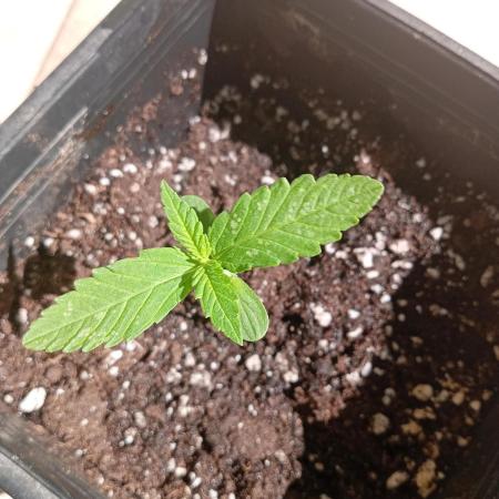 (Lemon mandarine) Poor Summer extra part