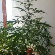 (afghan kush auto) poor Summer part 1