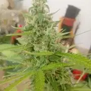 (afghan kush auto) poor Summer part 1