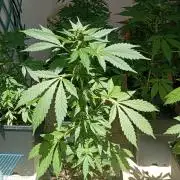 (🍌purple punch RF3) Poor Summer part2