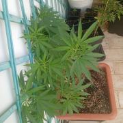 (Lemon mandarine) Poor Summer extra part
