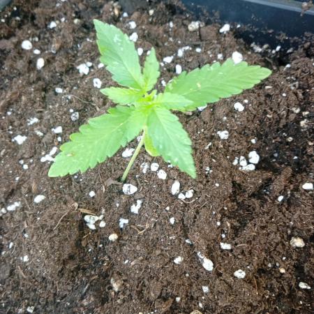 (🦍🍪 auto)"poor Summer part 3"