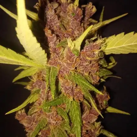Banana purple punchRF3 Poor Summer part2