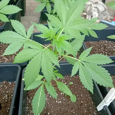 (🍌purple punch RF3) Poor Summer part2