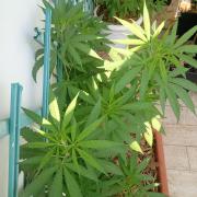 (Lemon mandarine) Poor Summer extra part
