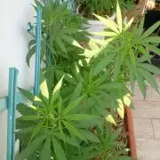 (Lemon mandarine) Poor Summer extra part