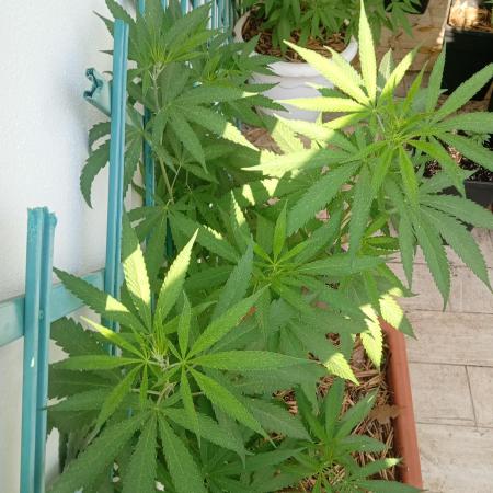 (Lemon mandarine) Poor Summer extra part