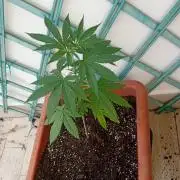 (Lemon mandarine) Poor Summer extra part