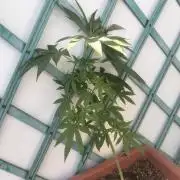 (Lemon mandarine) Poor Summer extra part