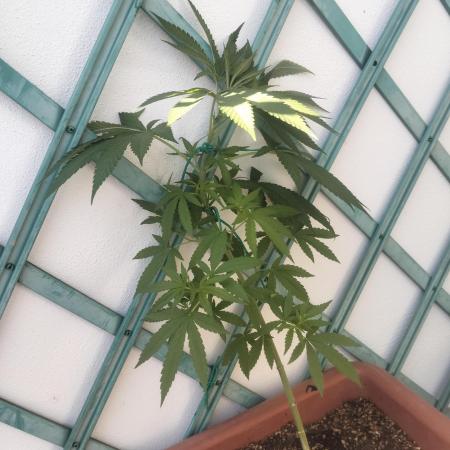 (Lemon mandarine) Poor Summer extra part