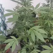 (🍌purple punch RF3) Poor Summer part2