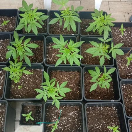 (afghan kush auto) poor Summer part 1