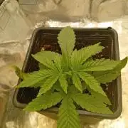 One plant One box whit bay burger