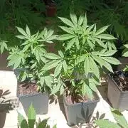 (🍌purple punch RF3) Poor Summer part2