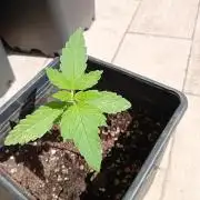(Lemon mandarine) Poor Summer extra part