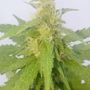 (🦍🍪 auto)"poor Summer part 3"