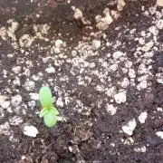 One plant One box whit bay burger