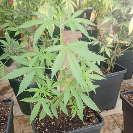 (🦍🍪 auto)"poor Summer part 3"