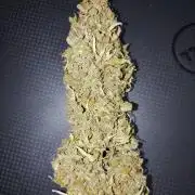 (🦍🍪 auto)"poor Summer part 3"