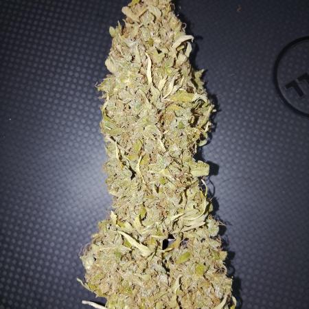 (🦍🍪 auto)"poor Summer part 3"