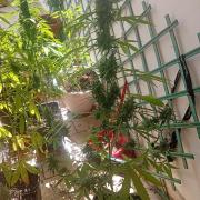 (afghan kush auto) poor Summer part 1