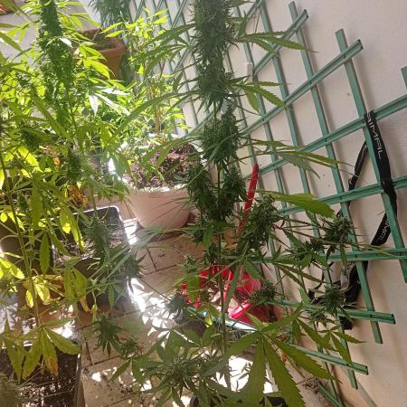 (afghan kush auto) poor Summer part 1