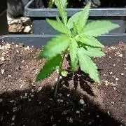 (🦍🍪 auto)"poor Summer part 3"