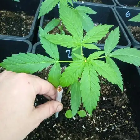 (afghan kush auto) poor Summer part 1